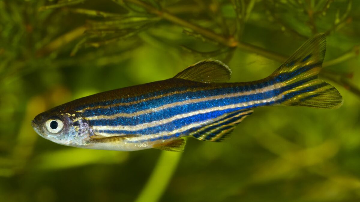 China To Send Zebrafish To Space To Study Bone Loss In Astronauts